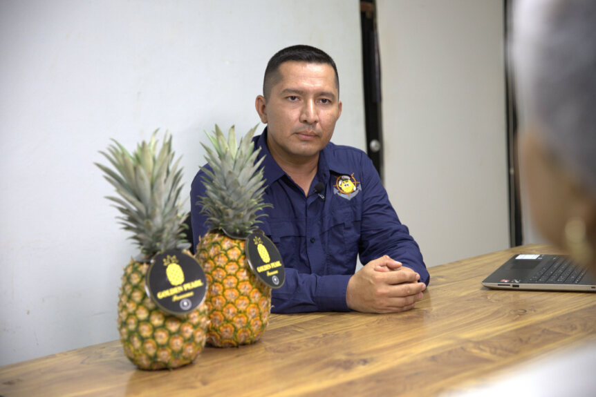 La piña panameña se destaca en la Unión Europea
